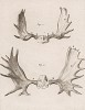 Лосиные рога (лист VIII иллюстраций к двенадцатому тому знаменитой "Естественной истории" графа де Бюффона, изданному в Париже в 1764 году)