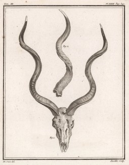 Рога антилопы (лист XXXIX иллюстраций к двенадцатому тому знаменитой "Естественной истории" графа де Бюффона, изданному в Париже в 1764 году)