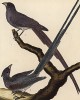 Птицы-мыши из Южной Африки (из Table des Planches Enluminées d'Histoire Naturelle de M. D'Aubenton (фр.). Утрехт. 1783 год (лист 282))