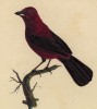Алая танагра (Ramphocelus coccineus (лат.)) (лист из альбома литографий "Галерея птиц... королевского сада", изданного в Париже в 1822 году)