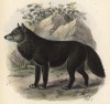 Волк обыкновенный чёрный (лист II иллюстраций к известной работе Джорджа Миварта "Семейство волчьих". Лондон. 1890 год)
