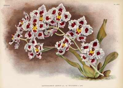 Орхидея ODONTOGLOSSUM CRISPUM (лат.) (лист DLII Lindenia Iconographie des Orchidées - обширнейшей в истории иконографии орхидей. Брюссель, 1897)