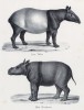 Тапир и носорог (лист 57 первого тома работы профессора Шинца Naturgeschichte und Abbildungen der Menschen und Säugethiere..., вышедшей в Цюрихе в 1840 году)