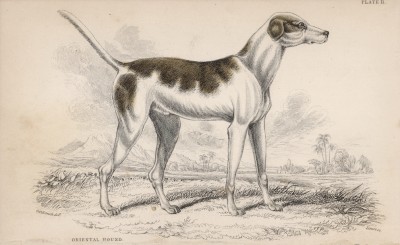 Борзая (Oriental hound (англ.)) (лист 11 тома V "Библиотеки натуралиста" Вильяма Жардина, изданного в Эдинбурге в 1840 году)