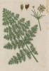 Тапсия (Thapsia (лат.)) -- из рода зонтичные (Umbelliferae (лат.) (лист 459 "Гербария" Элизабет Блеквелл, изданного в Нюрнберге в 1760 году)
