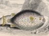 Двузуб обыкновенный, или ёж-рыба (Diodon hystrix (лат.)) (лист 16 тома XXVIII "Библиотеки натуралиста" Вильяма Жардина, изданного в Эдинбурге в 1843 году)
