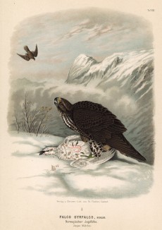 Норвежский кречет с добычей (лист XXI красивой работы Оскара фон Ризенталя "Хищные птицы Германии...", изданной в Касселе в 1894 году)