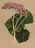 Аденостилес альпийский (Adenostyles alpina (лат.)) (из Atlas der Alpenflora. Дрезден. 1897 год. Том V. Лист 437)