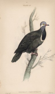 Синеголовый земляной голубь (Columba cyanocephala (лат.)) (лист 27 тома XIX "Библиотеки натуралиста" Вильяма Жардина, изданного в Эдинбурге в 1843 году)