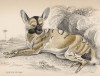 Гиеновая собака (Hyena venatica (лат.)), обитающая в Африке (лист 24 тома V "Библиотеки натуралиста" Вильяма Жардина, изданного в Эдинбурге в 1840 году)