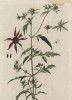 Акмелла германская (Acmella germanica (лат.)) — род цветковых растений из семейства астровые (лист 519 "Гербария" Элизабет Блеквелл, изданного в Нюрнберге в 1760 году)