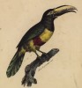 Тукан (лист из альбома литографий "Галерея птиц... королевского сада", изданного в Париже в 1822 году)