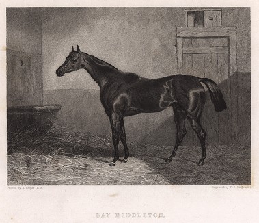 Непобедимая чистокровная верховая лошадь по кличке Залив Миддлтон (1833-57), дважды выигравшая британские классические скачки. Лондон, 1837
