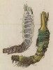 Цикута (кошачья петрушка, вяха, омег, омежник, водяная бешеница, мутник, собачий дягиль, гориголова, свиная вошь и т.п.) -- одно из самых ядовитых растений (лист 574c "Гербария" Элизабет Блеквелл, изданного в Нюрнберге в 1760 году)