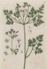 Купырь садовый, или кервель обыкновенный (лист 236 "Гербария" Элизабет Блеквелл, изданного в Нюрнберге в 1757 году)