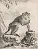 Макак-крабоед, или яванский макак, он же длиннохвостый макак. Лист XXI иллюстраций к четырнадцатому тому знаменитой "Естественной истории" графа де Бюффона. Париж, 1766