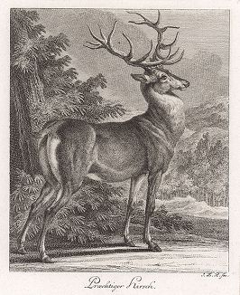 Великолепный олень. Гравюра Иоганна Элиаса Ридингера из Entwurff Einiger Thiere ..., Аугсбург, 1738. 