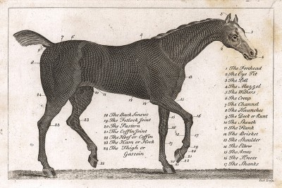 Внешнее строение лошади. Английская гравюра конца XVIII века