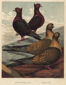 Вверху: пара голубей-архангелов. Внизу: голуби-стрижи (из знаменитой "Книги голубей..." Роберта Фултона, изданной в Лондоне в 1874 году)
