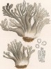 Рогатик пепельно-серый, Clavaria cinerea Bull. (лат.). Дж.Бресадола, Funghi mangerecci e velenosi, т.II, л.196. Тренто, 1933