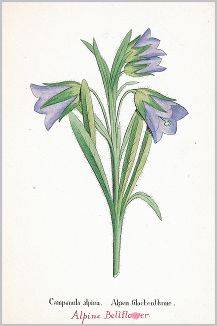 Копия «Колокольчик альпийский (Campanula alpina (лат.)) (лист 264 известной работы Йозефа Карла Вебера "Растения Альп", изданной в Мюнхене в 1872 году)»