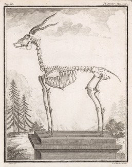 Скелет антилопы (лист XXXV иллюстраций к двенадцатому тому знаменитой "Естественной истории" графа де Бюффона, изданному в Париже в 1764 году)