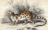 Тигриная генетта (Genetta tigrina (лат.)) (лист 8 тома I "Библиотеки натуралиста" Вильяма Жардина, изданного в Эдинбурге в 1842 году)