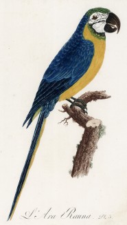 Сине-жёлтый ара, или арарауна (лист 3 иллюстраций к первому тому Histoire naturelle des perroquets Франсуа Левальяна. Изображения попугаев из этой работы считаются одними из красивейших в истории. Париж. 1801 год)