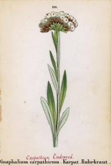 Сушеница карпатская (Gnaphalium carpathicum (лат.)) (лист 210 известной работы Йозефа Карла Вебера "Растения Альп", изданной в Мюнхене в 1872 году)