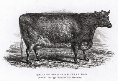 Пятилетняя корова Королева Розали, выращенная леди Пиго. Farmer's Magazin. Лондон, 1844