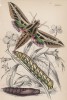Гусеница -- кокон -- мотылёк Philampelus Vitis (лат.)) (лист 7 XXXVII тома "Библиотеки натуралиста" Вильяма Жардина, изданного в Эдинбурге в 1843 году)