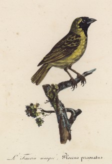 Ткачик (Ploceus personatus (лат.)) (лист из альбома литографий "Галерея птиц... королевского сада", изданного в Париже в 1822 году)