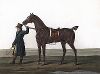 Джентльмен, ведущий лошадь. Лист из серии "Recueil de Chevaux de Tous Genres" Карла и Ораса Верне. 