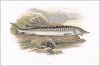 Копия «Осётр (иллюстрация к "Пресноводным рыбам Британии" -- одной из красивейших работ 70-х гг. XIX века, выполненных в технике хромолитографии)»