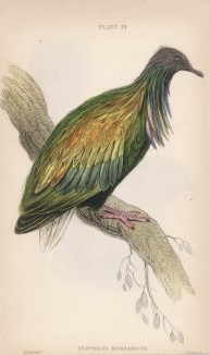 Гривистый голубь (Geophilus nicobaricus (лат.)) (лист 29 тома XIX "Библиотеки натуралиста" Вильяма Жардина, изданного в Эдинбурге в 1843 году)