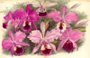 Орхидея CATTLEYA LABIATA (лат.) (листы DL-DLI Lindenia Iconographie des Orchidées - обширнейшей в истории иконографии орхидей. Брюссель, 1897)