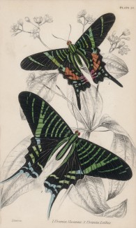 Бабочки урания Слоана и урания лилейная (1. Urania Sloanus 2. Urania Leilus (лат.)) (лист 29 XXXVI тома "Библиотеки натуралиста" Вильяма Жардина, изданного в Эдинбурге в 1837 году)
