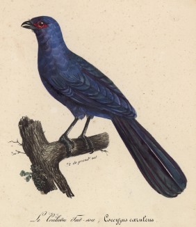 Синяя кукушка (лист из альбома литографий "Галерея птиц... королевского сада", изданного в Париже в 1822 году)
