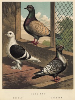 Вверху: голубь породы hyacinth. Далее: представители пород shield (англ.) и suabian (англ.) (из знаменитой "Книги голубей..." Роберта Фултона, изданной в Лондоне в 1874 году)