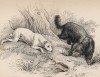 Терьеры на охоте (Canis Terrarius (лат.)) (лист 17 тома V "Библиотеки натуралиста" Вильяма Жардина, изданного в Эдинбурге в 1840 году)