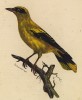 Иволга золотистая (Oriolus aurutus (лат.)) (лист из альбома литографий "Галерея птиц... королевского сада", изданного в Париже в 1822 году)