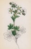 Лапчатка стеблевая (Potentilla caulescens (лат.)) (лист 146 известной работы Йозефа Карла Вебера "Растения Альп", изданной в Мюнхене в 1872 году)