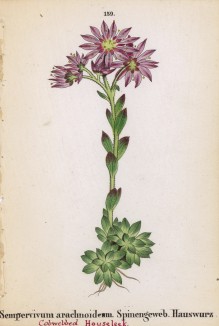 Молодило паутинное (Sempervivum arachnoideam (лат.)) (лист 159 известной работы Йозефа Карла Вебера "Растения Альп", изданной в Мюнхене в 1872 году)