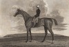 Конь Седрик - победитель дерби за 1824 год. Английская гравюра, изданная в 1825 г. 