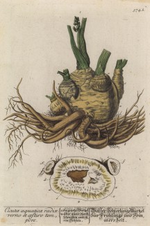 Цикута (кошачья петрушка, вяха, омег, омежник, водяная бешеница, мутник, собачий дягиль, гориголова, свиная вошь и т.п.) -- одно из самых ядовитых растений (лист 574b "Гербария" Элизабет Блеквелл, изданного в Нюрнберге в 1760 году)