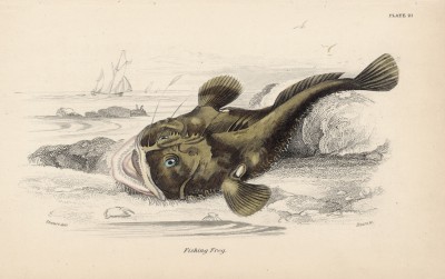 Морской чёрт (Lophius piscotarius (лат.)) (лист 21 XXXII тома "Библиотеки натуралиста" Вильяма Жардина, изданного в Эдинбурге в 1843 году)