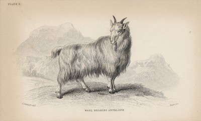 Снежная коза (Aplocerus lanigera (лат.)) (лист 4 тома X "Библиотеки натуралиста" Вильяма Жардина, изданного в Эдинбурге в 1843 году)