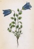 Колокольчик Моретти (Campanula Morettiana (лат.)) (лист 259 известной работы Йозефа Карла Вебера "Растения Альп", изданной в Мюнхене в 1872 году)