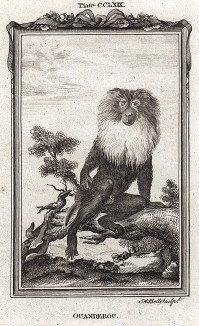 Вандеру, или львинохвостый макак (лист CCLXIX)