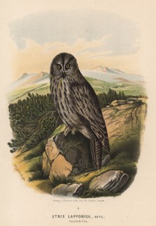Лапландская бородатая неясыть в 1/3 натуральной величины (лист LX красивой работы Оскара фон Ризенталя "Хищные птицы Германии...", изданной в Касселе в 1894 году)
